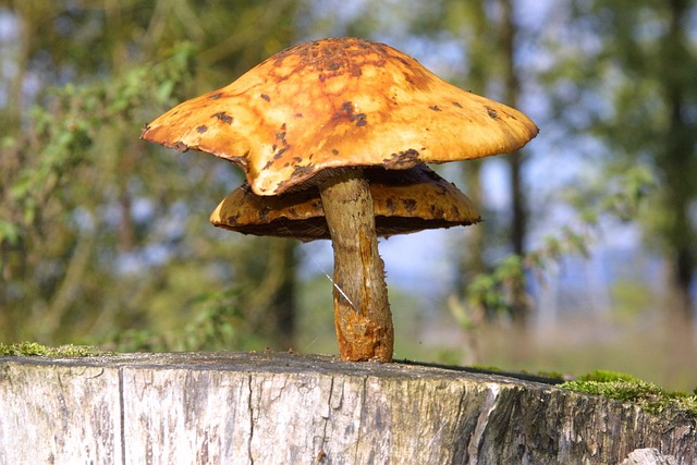 Free Mushroom Mushrooms photo and picture