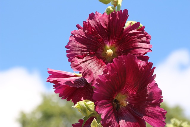 Malva, El Verano, Flor De Malva