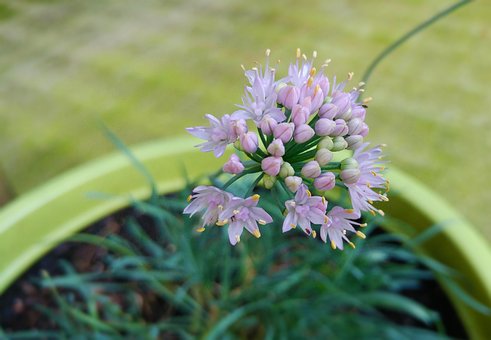 Free Nodding Onion Lady'S Leek photo and picture