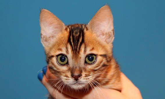 40 Free Bengal Kitten Bengal Photos Pixabay