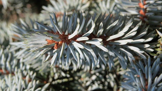 Free spruce macro nature illustration