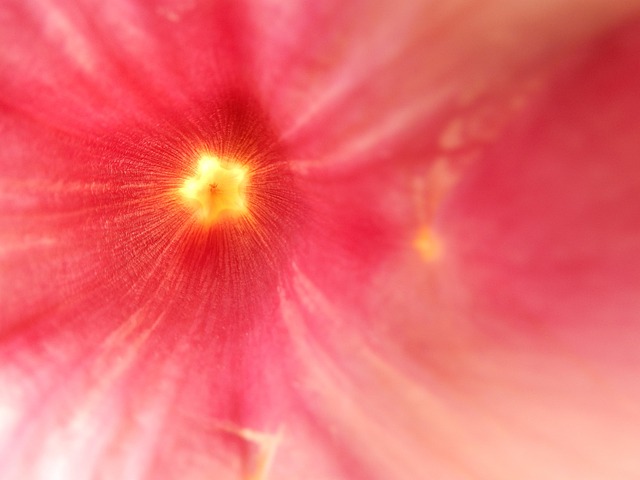 Free Blossom Bloom photo and picture