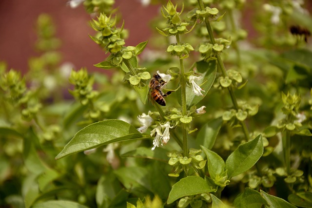 Biene, Natur, Basilikum, Makro, Feder