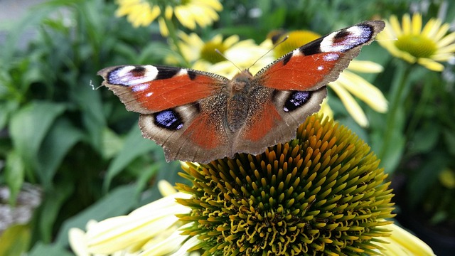 Sommerfugl, Blomst, Sommer
