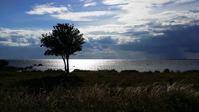 Træ, Baggrundslys, Gotland