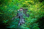 tree, log, forest