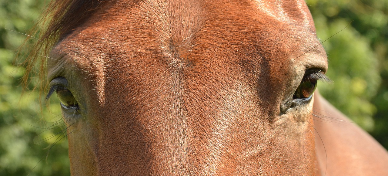 Horse Eye Paardenoog Free photo on Pixabay