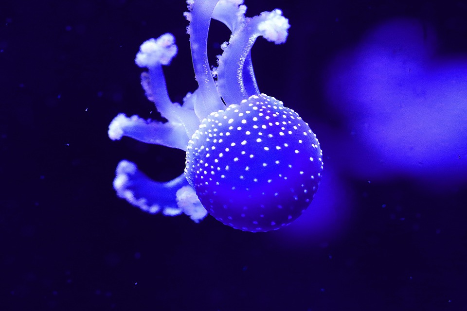 Jellyfish Aquarium Light Free photo on Pixabay Pixabay