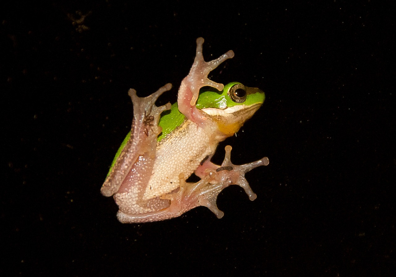 Green Tree Frog - free online jigsaw puzzle photo