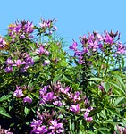 spider flower, cleome spinosa, capparaceae