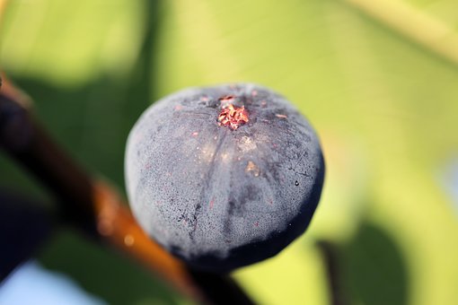 Free Fig Nature photo and picture