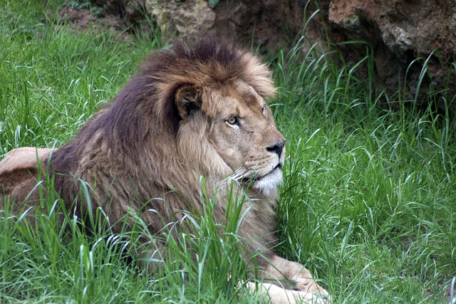 Free Leon Nature photo and picture