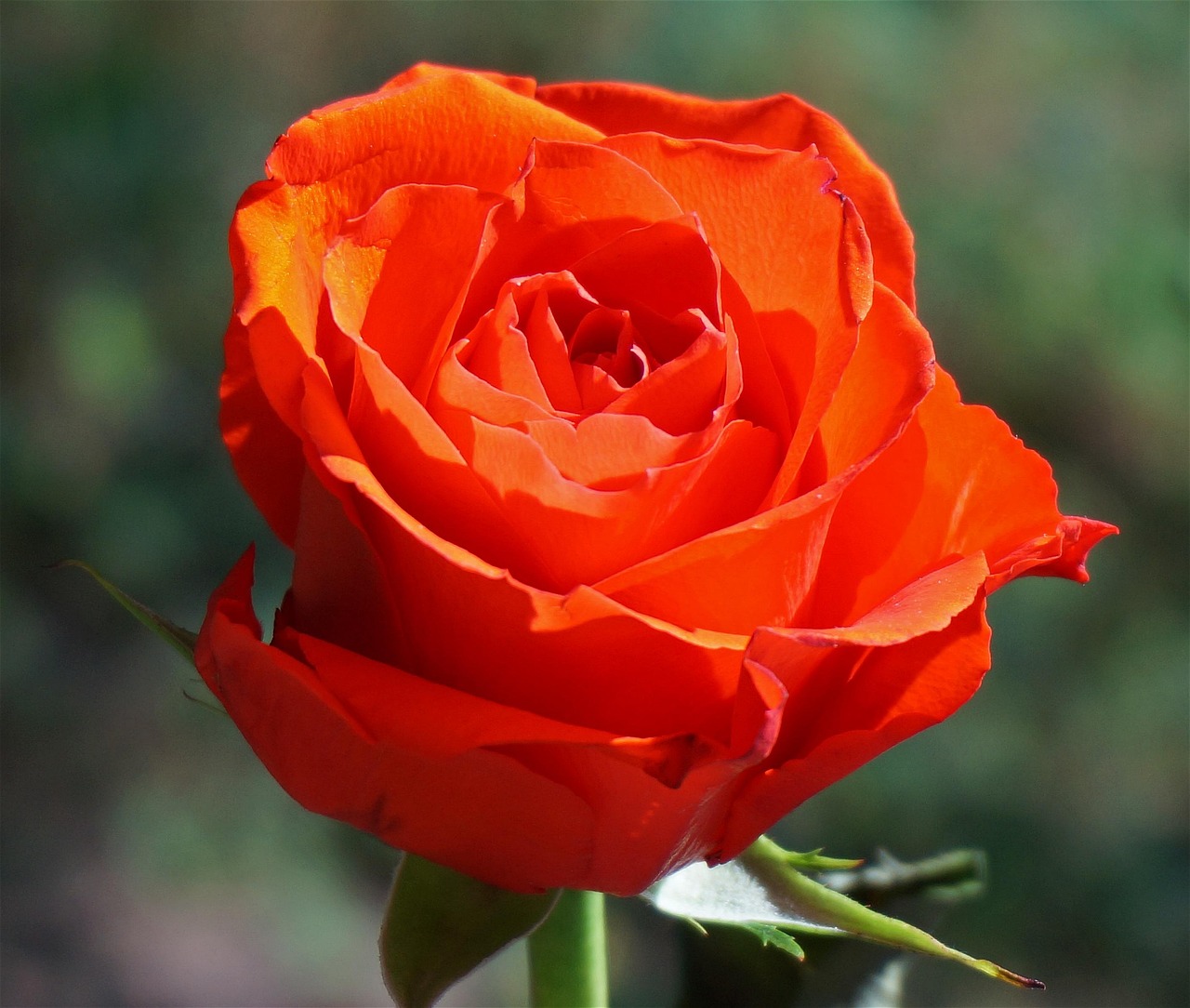 Orange Rose Flower - Free photo on Pixabay - Pixabay