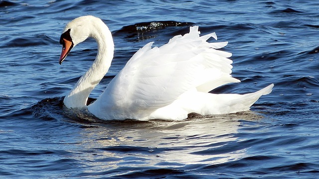 Free Swan Bird photo and picture