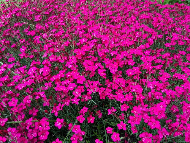 Free Flowers Pink photo and picture