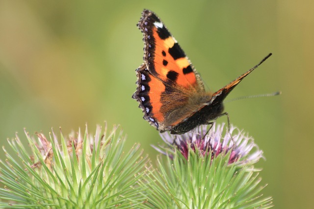 Free Butterfly Nature photo and picture