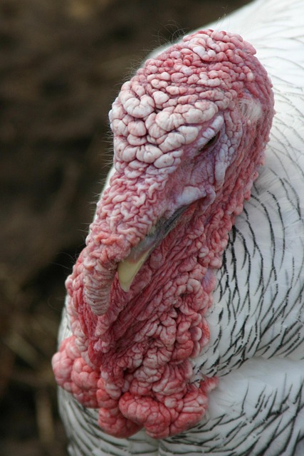 Free Turkey Farmer photo and picture