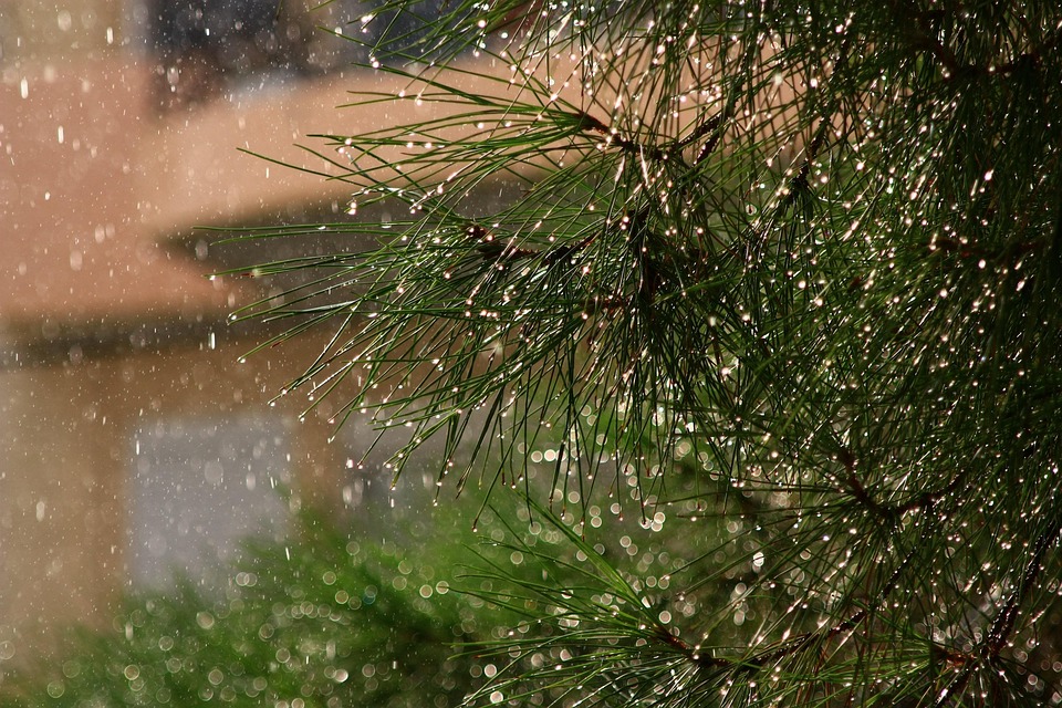 雨 木 葉 - Pixabayの無料写真 - Pixabay