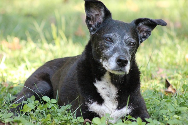 Free Dog Animal photo and picture