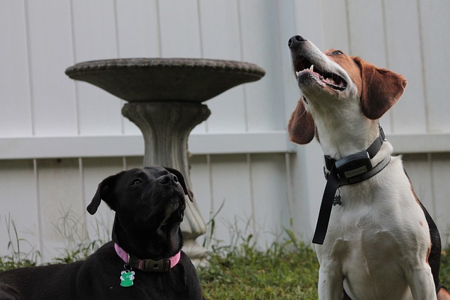 Free Dog Animal photo and picture