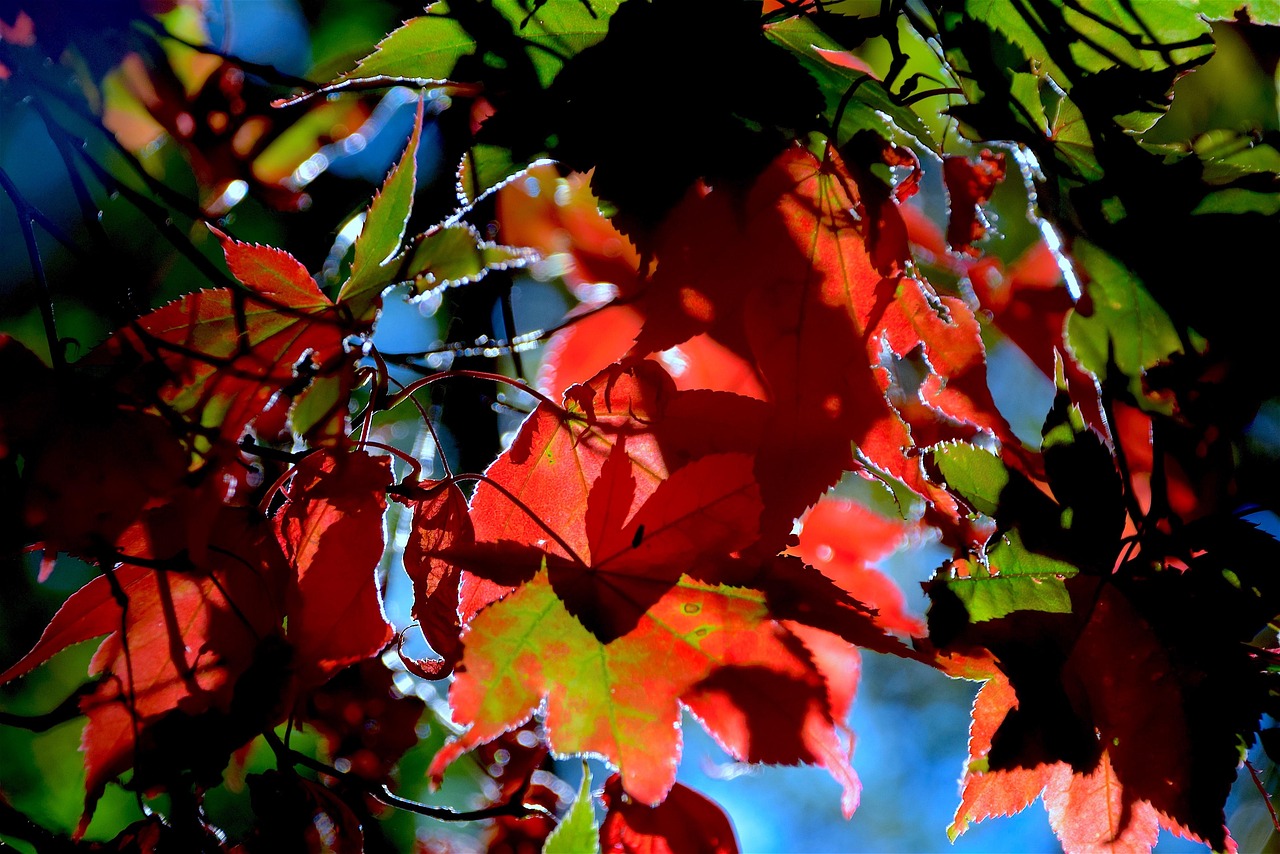 Autumn Leaves Foliage - Free photo on Pixabay - Pixabay