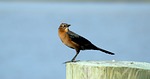 brown thrasher, bird, avian