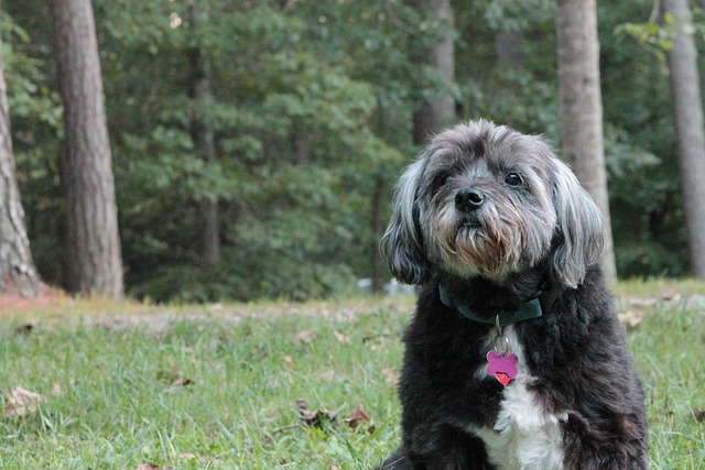 Free Dog Animal photo and picture