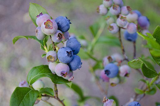 Free Blueberries Blueberry Bush photo and picture