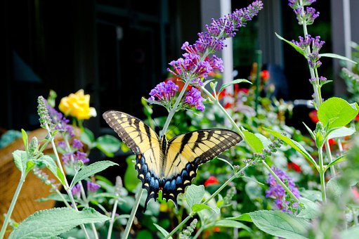 Free Butterfly Butterfly Bush photo and picture