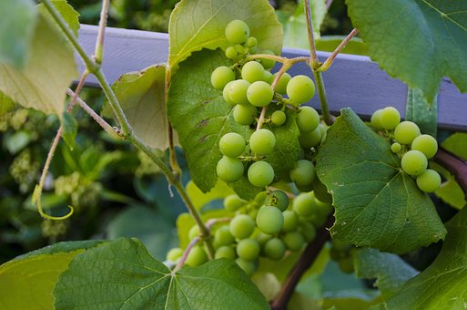 Free Grapes Vine photo and picture