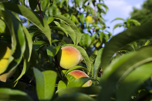 Free Peaches Peach Tree photo and picture
