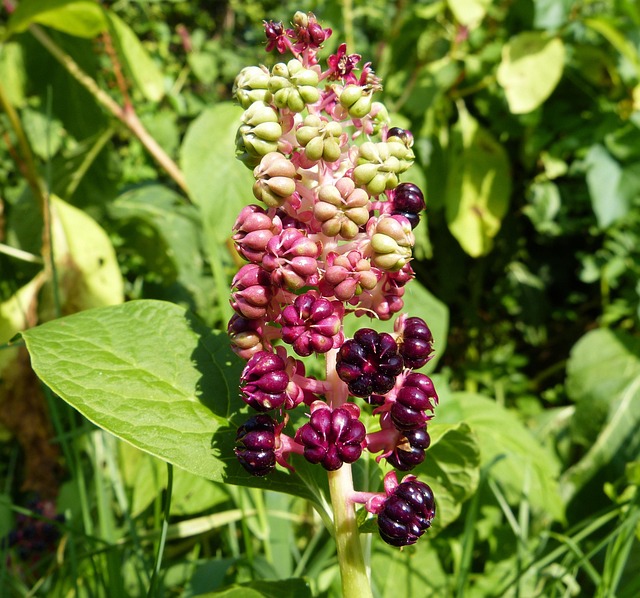 Free Pokeweed Macro photo and picture