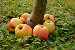 apple, goldparmäne, fruit