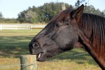 horse, chewing, post