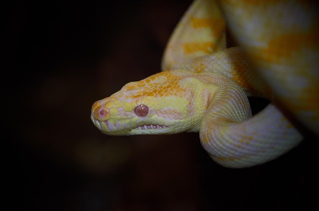 Free Snake Australian Wildlife photo and picture