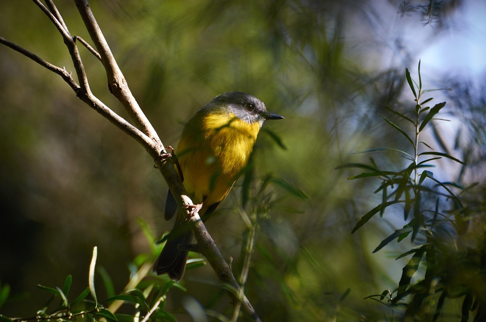 Yellow Breasted Robin Birds Free photo on Pixabay Pixabay