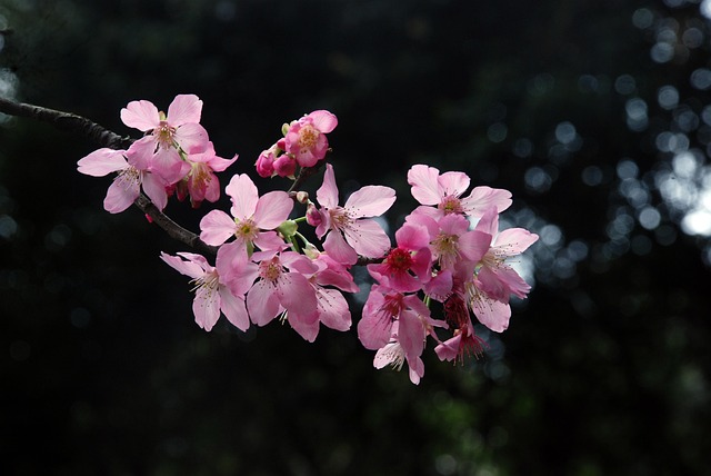 Blomster, Smuk Blomst, Rejse, Sacura