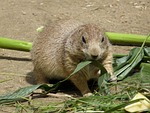 prairie dog, zoo, rodent