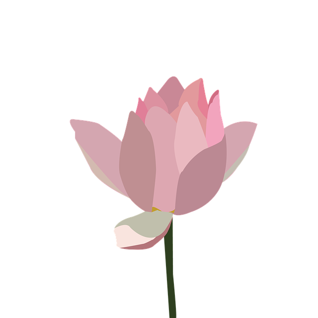 Free Lotus Pink Lotus illustration and picture
