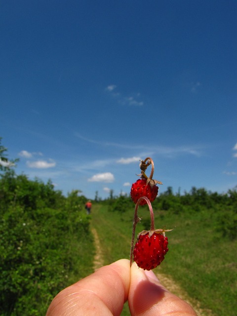 Free Strawberry Summer photo and picture