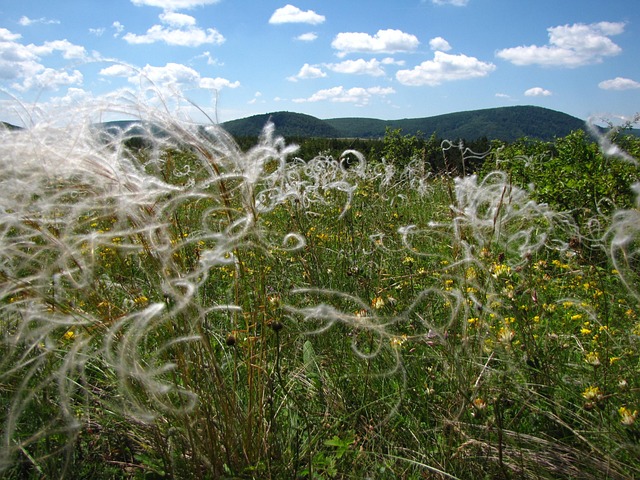 Free Meadow Wildflower photo and picture