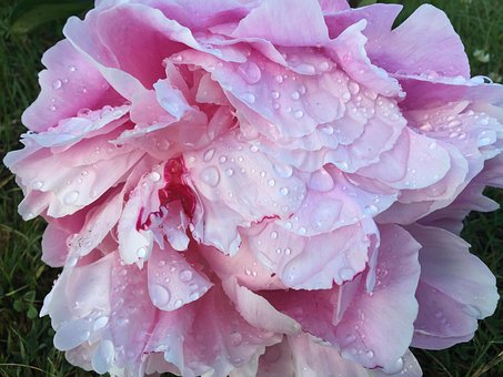 Free Rose Dew photo and picture