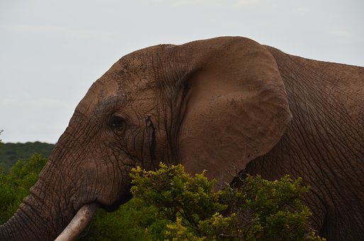 Free Elephant Bull illustration and picture