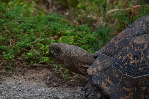 Free Tortoise Tank illustration and picture