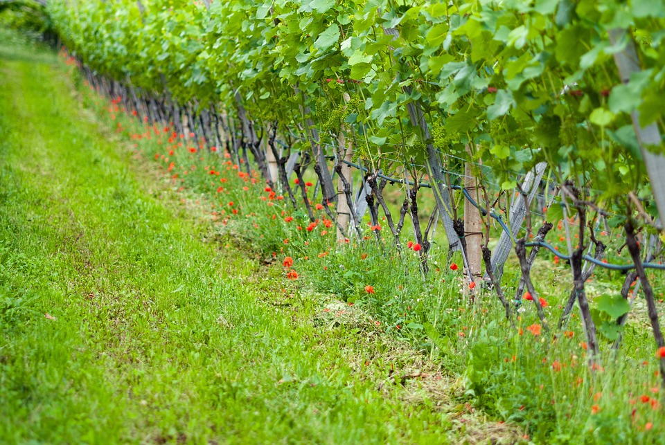 Grapevine Nature Vines - Free photo on Pixabay