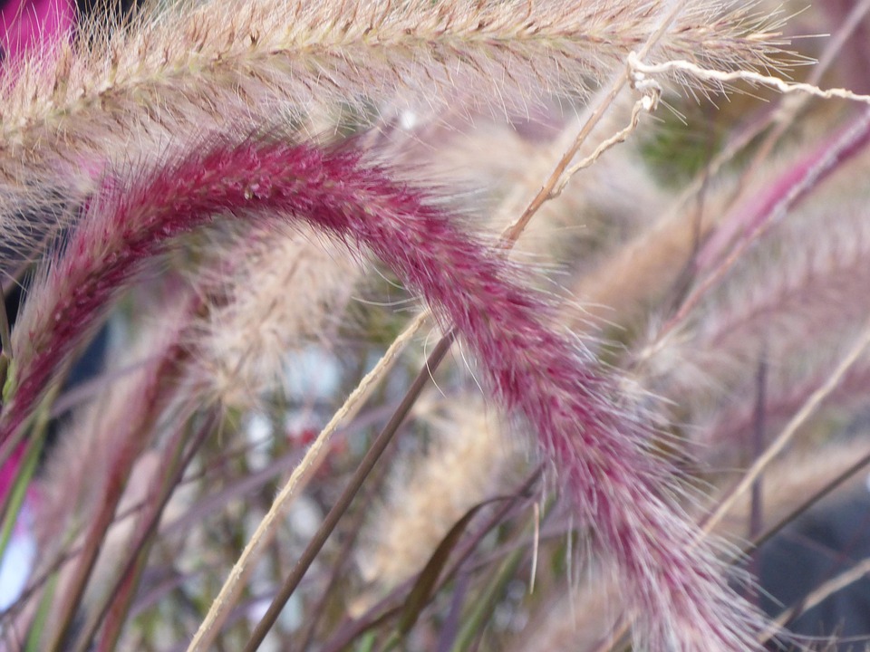 Cherry Sparkler Fountain Grass - Free photo on Pixabay