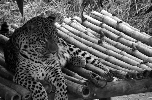 Free Leopard Black And White Recording photo and picture
