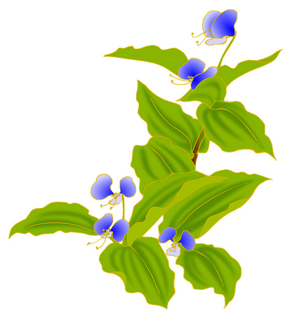 Free commelina communis nature autumn illustration