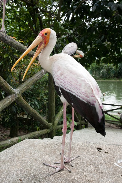 Free Zoo Bird photo and picture