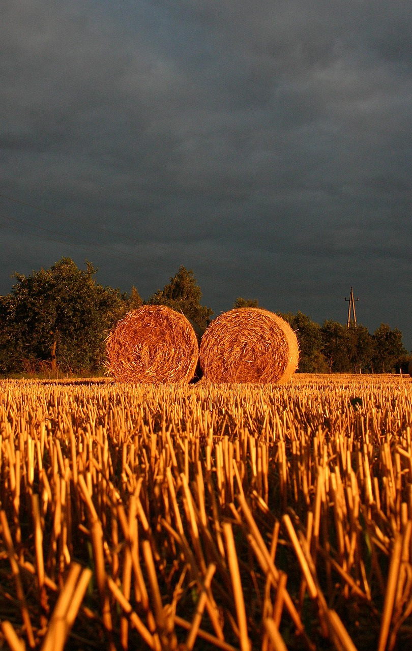 Summer Straw Field - Free photo on Pixabay - Pixabay